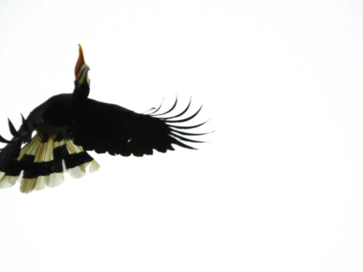 Gespotte Gewone neushoornvogel