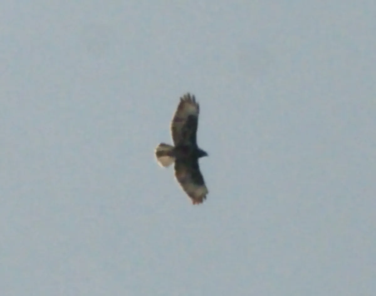 Gespotte Buizerd