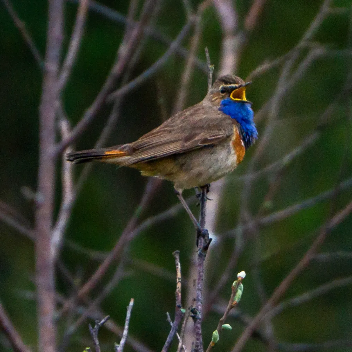 Waargenomen Blauwborst