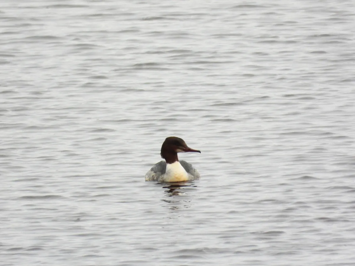 Gespotte Grote zaagbek