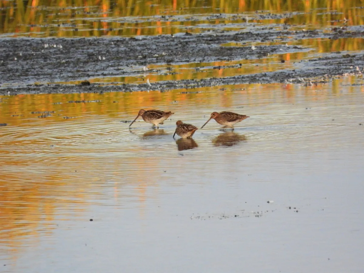 Spotted Common Snipe