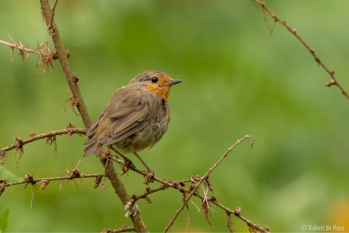 Waargenomen Roodborst