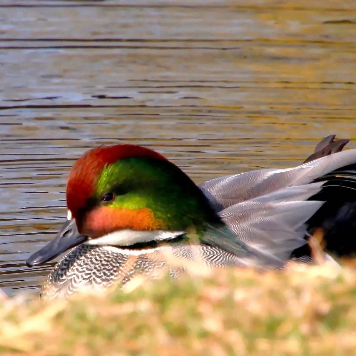 Spotted Falcated Duck