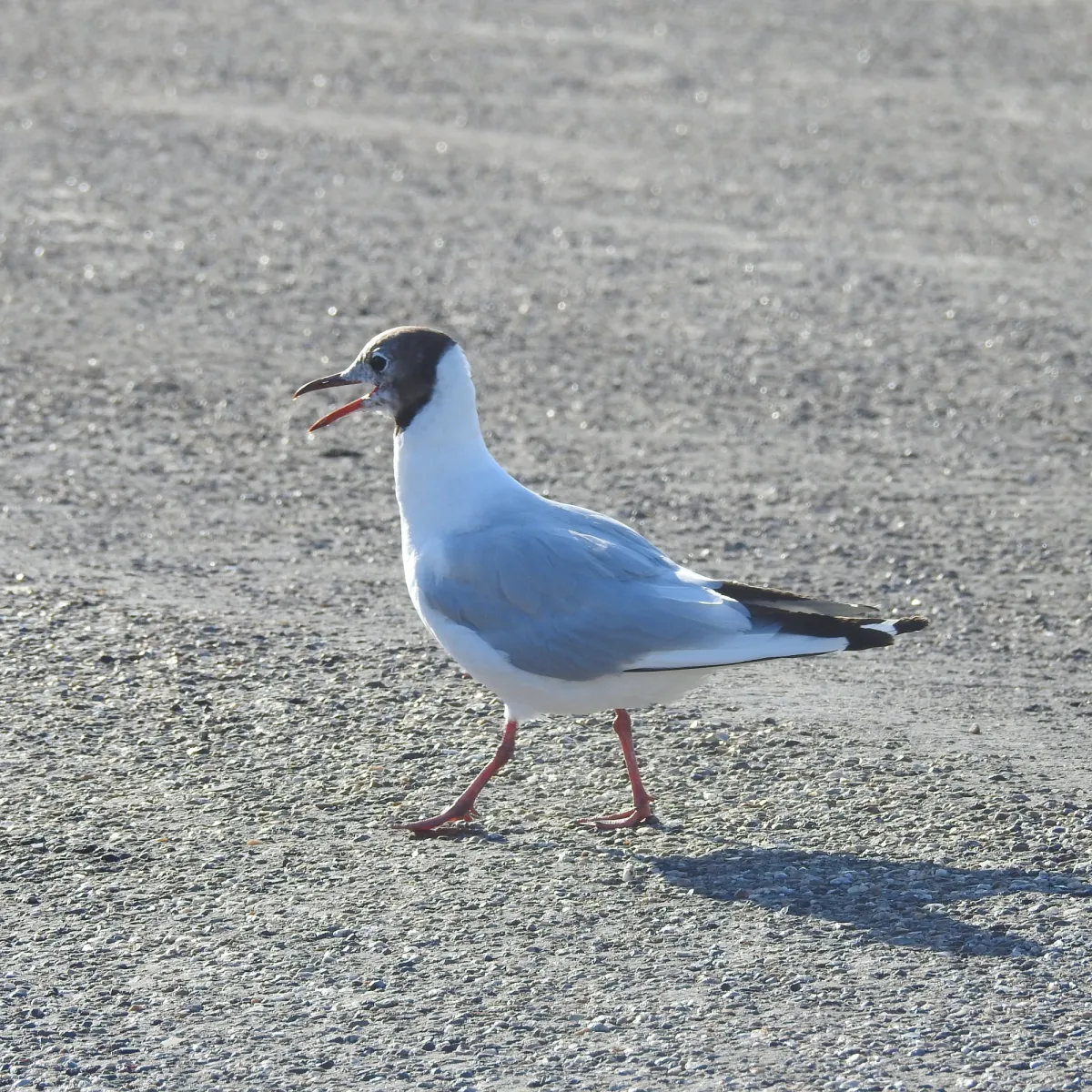 Spotted Black-headed Gull