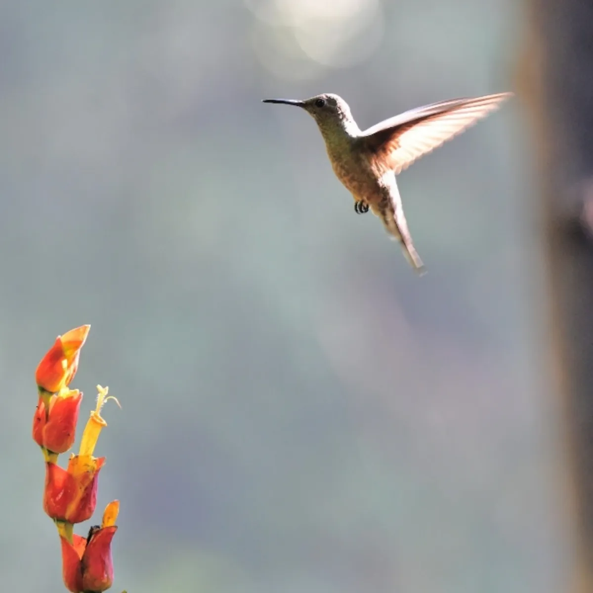 Gespotte Schubborstkolibrie