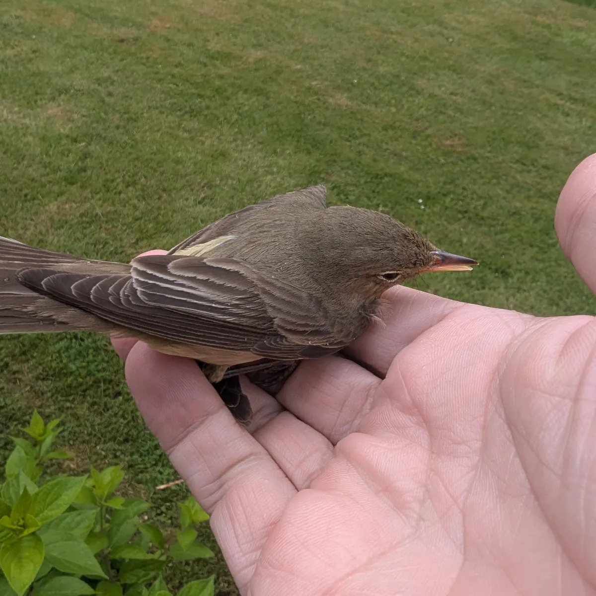 Waargenomen Spotvogel
