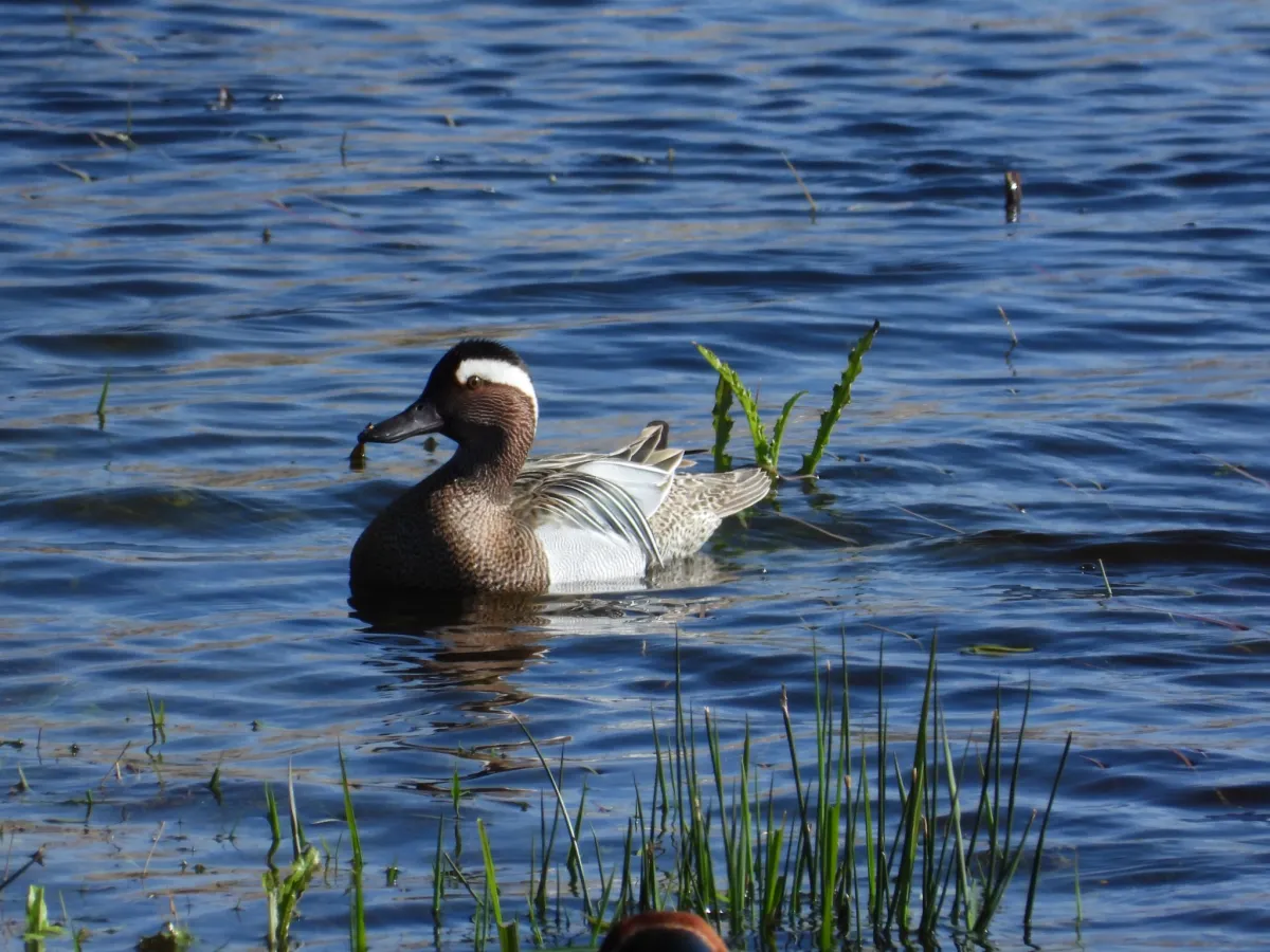 Gespotte Zomertaling