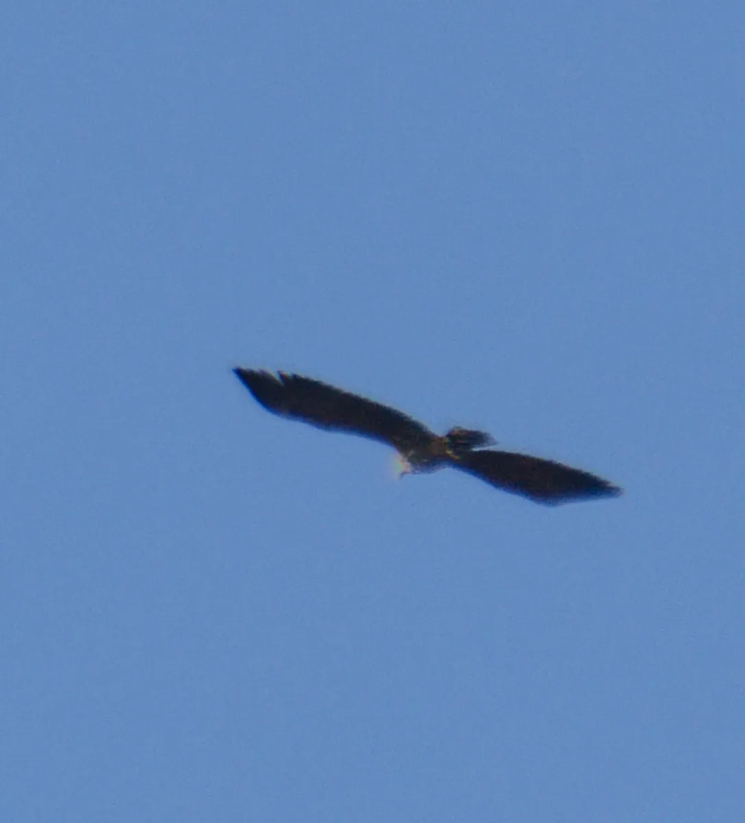 Spotted White-tailed Eagle