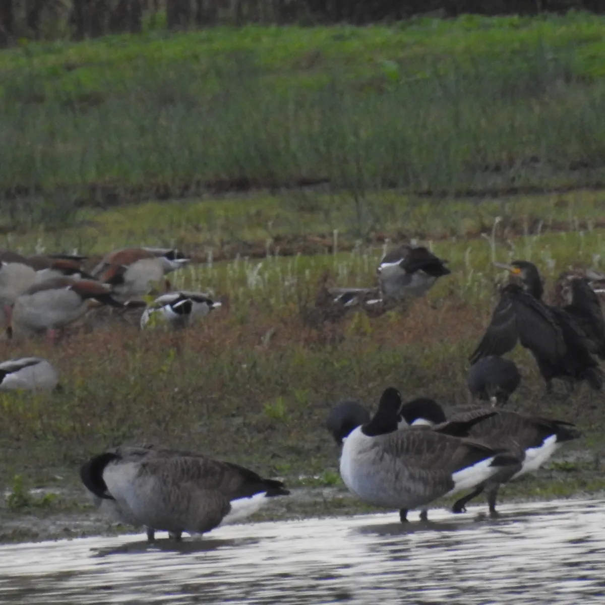 Spotted Canada Goose