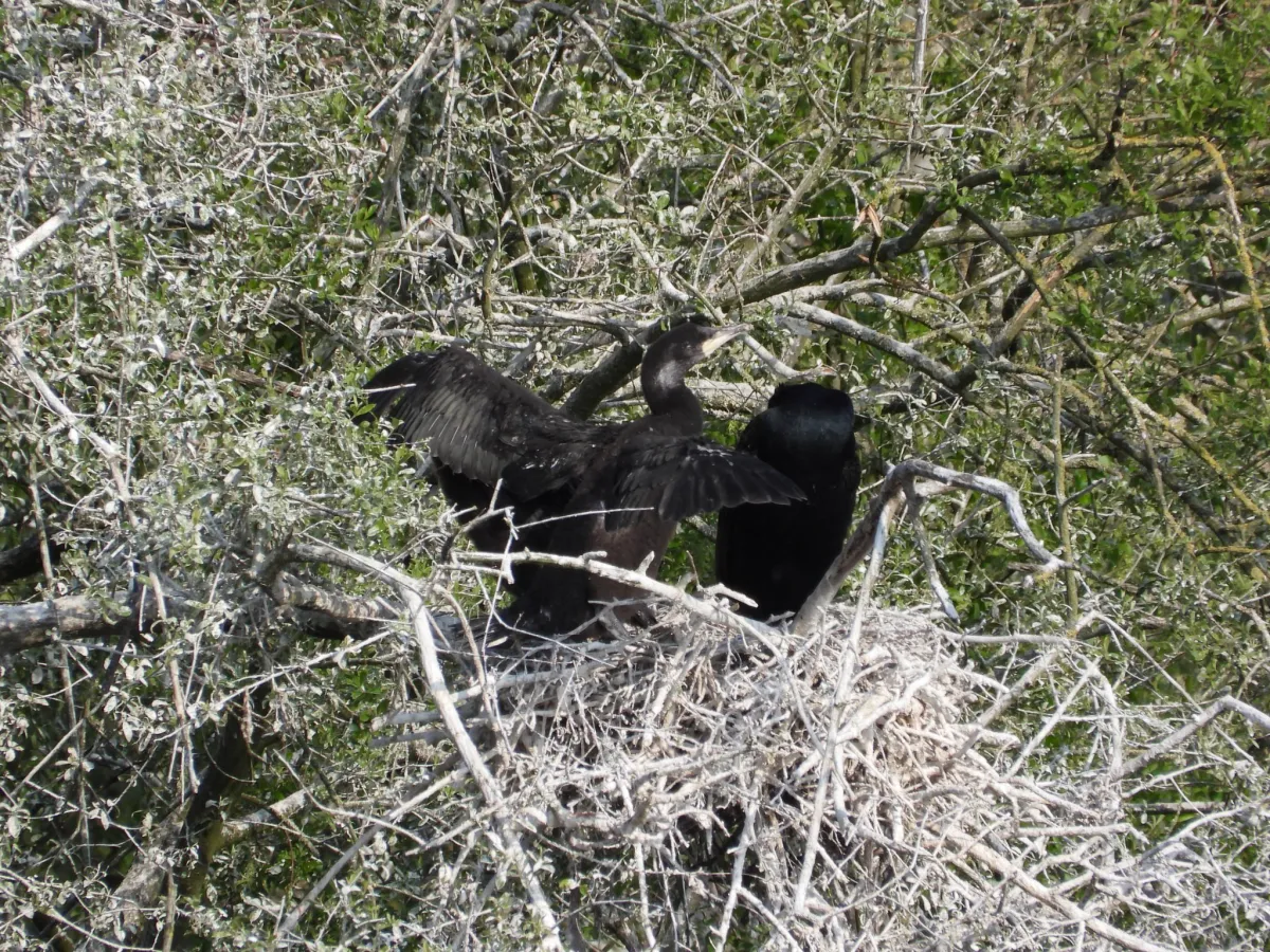 Spotted Great Cormorant