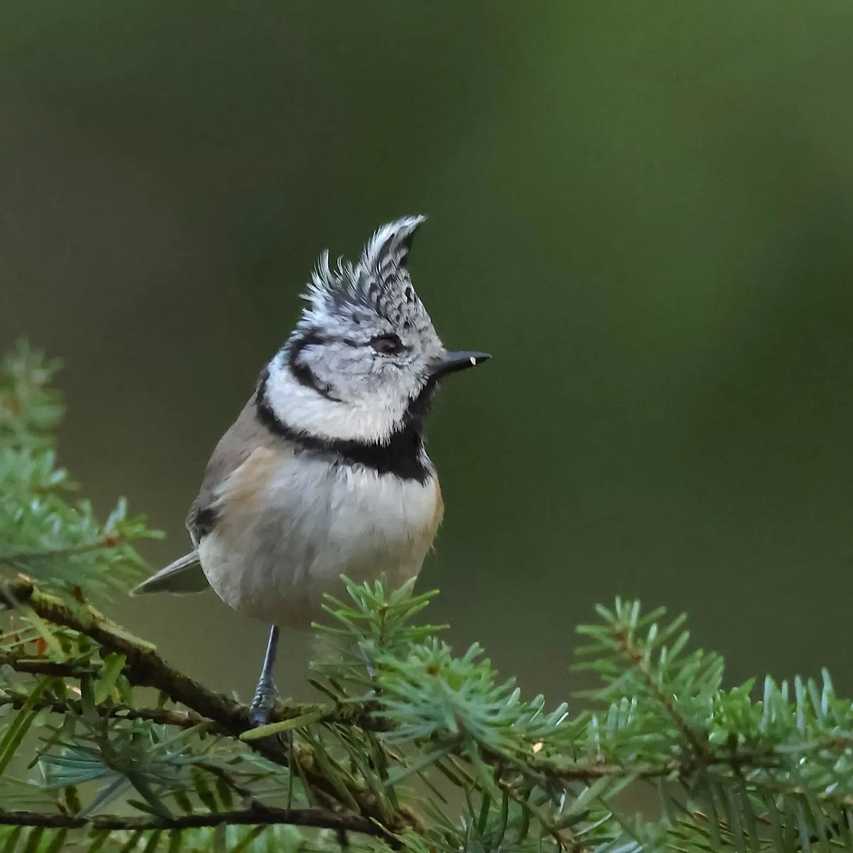 Spotted Crested Tit