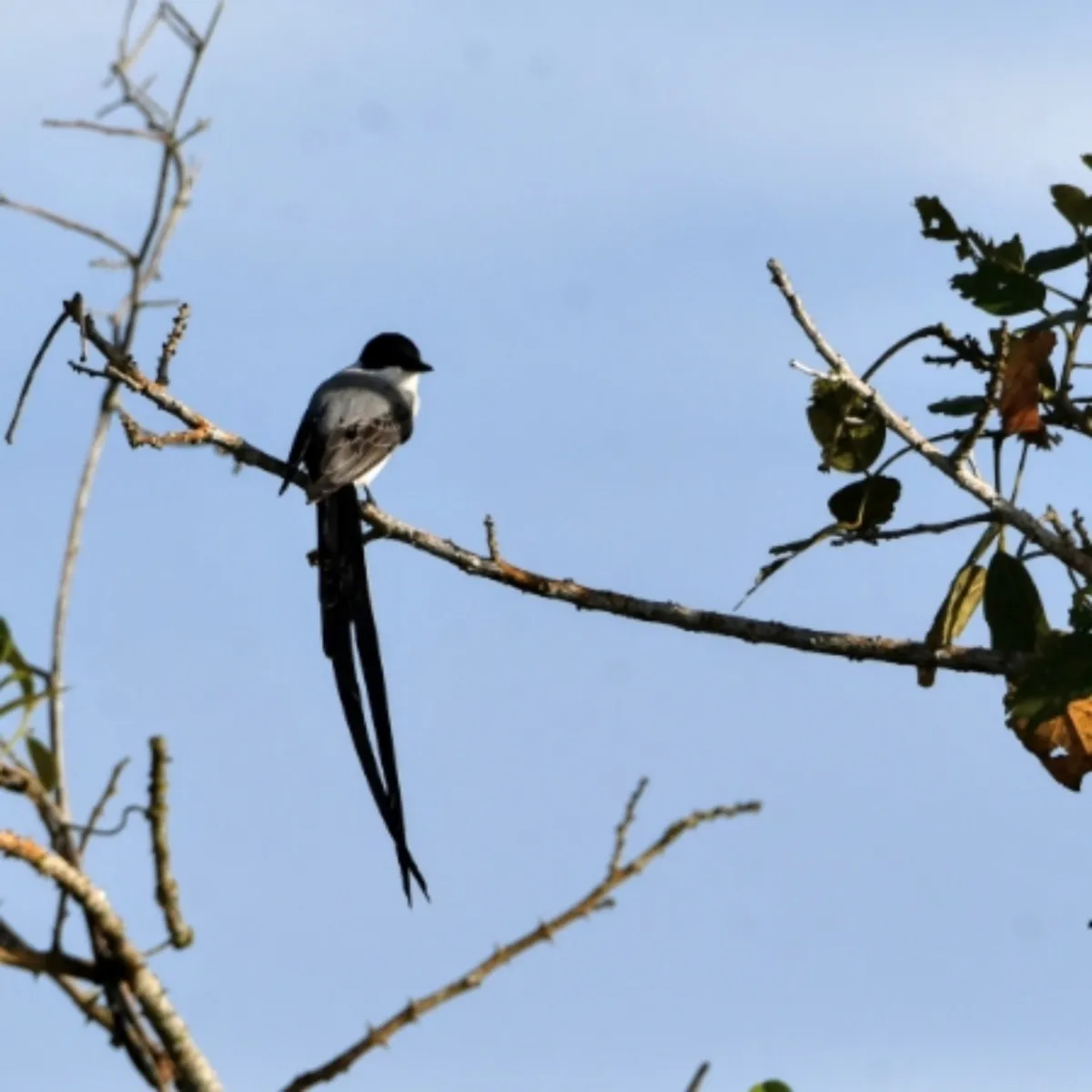 Spotted Fork-tailed Flycatcher