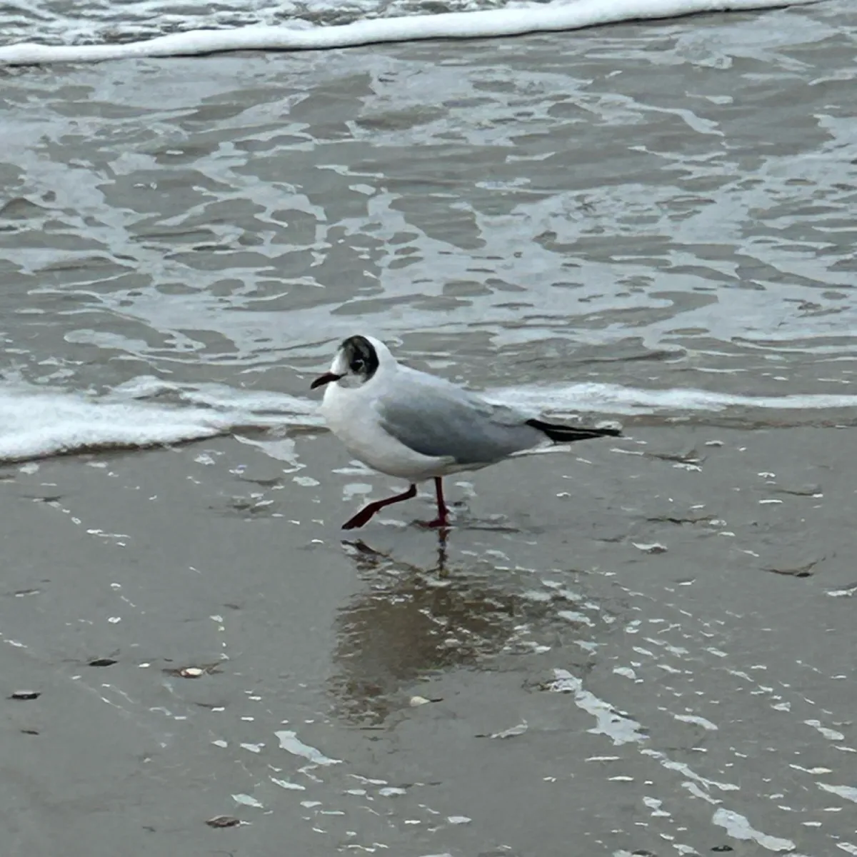 Spotted Black-headed Gull