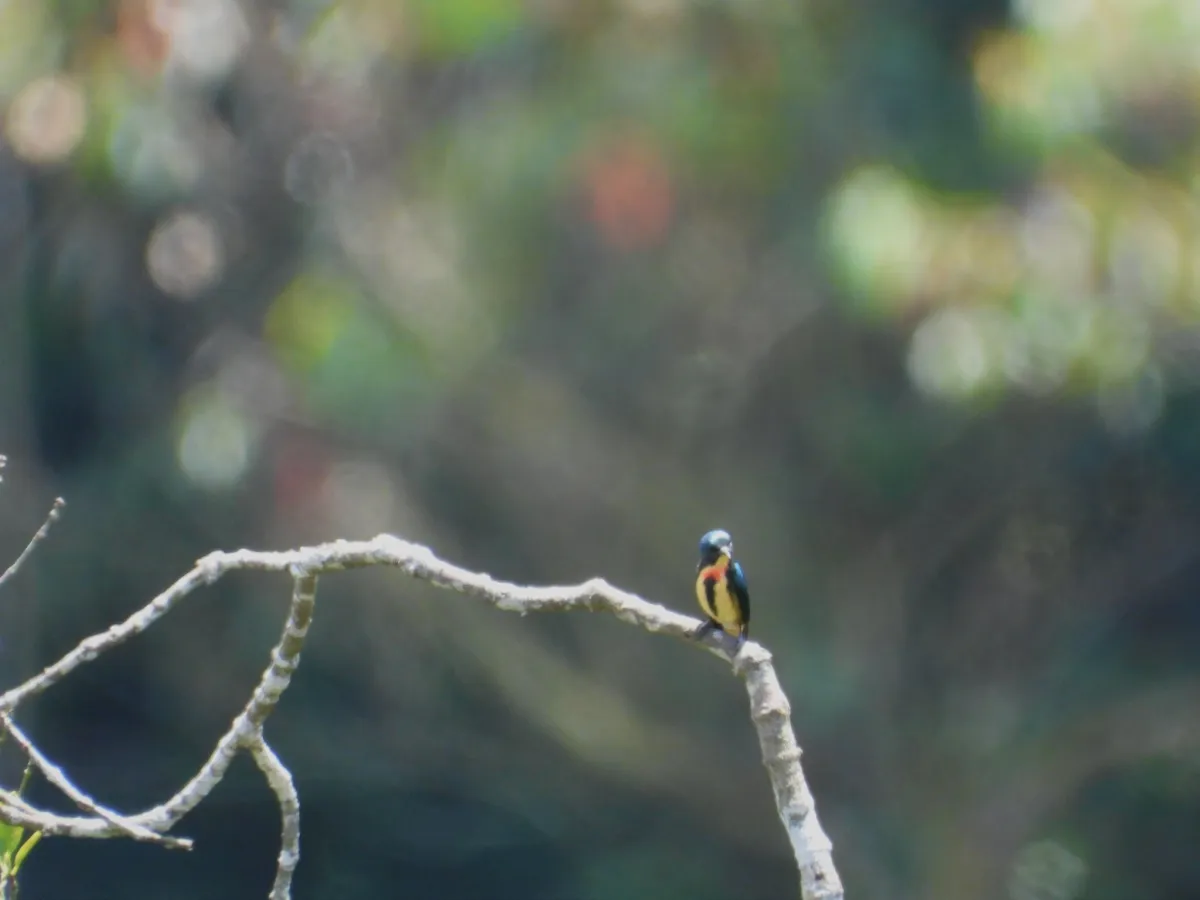 Gespotte Vlamborsthoningvogel