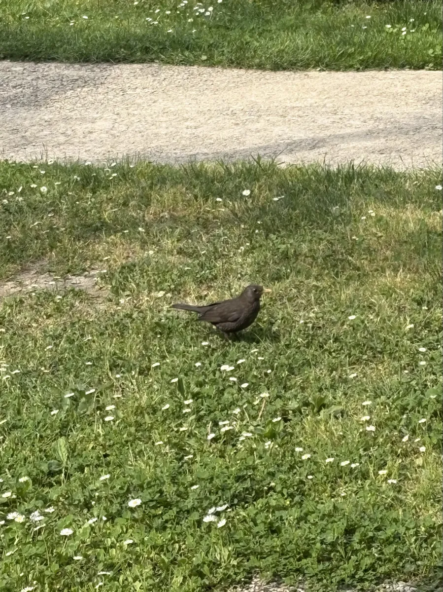 Gespotte Merel