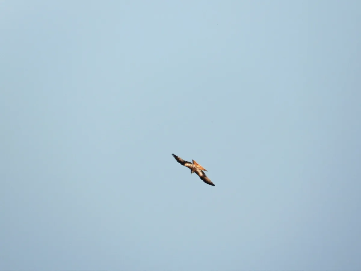 Spotted Red Kite