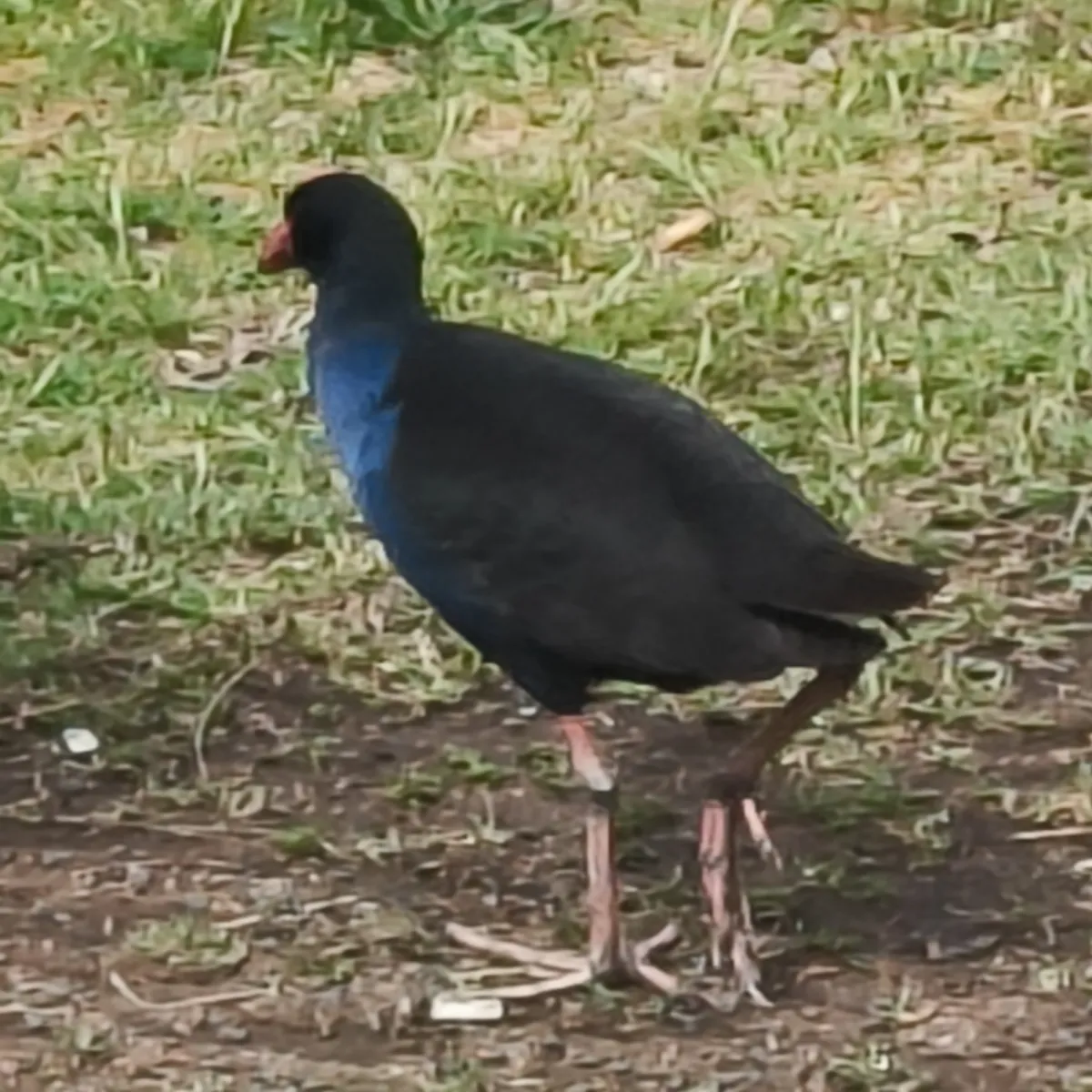 Spotted Australasian Swamphen