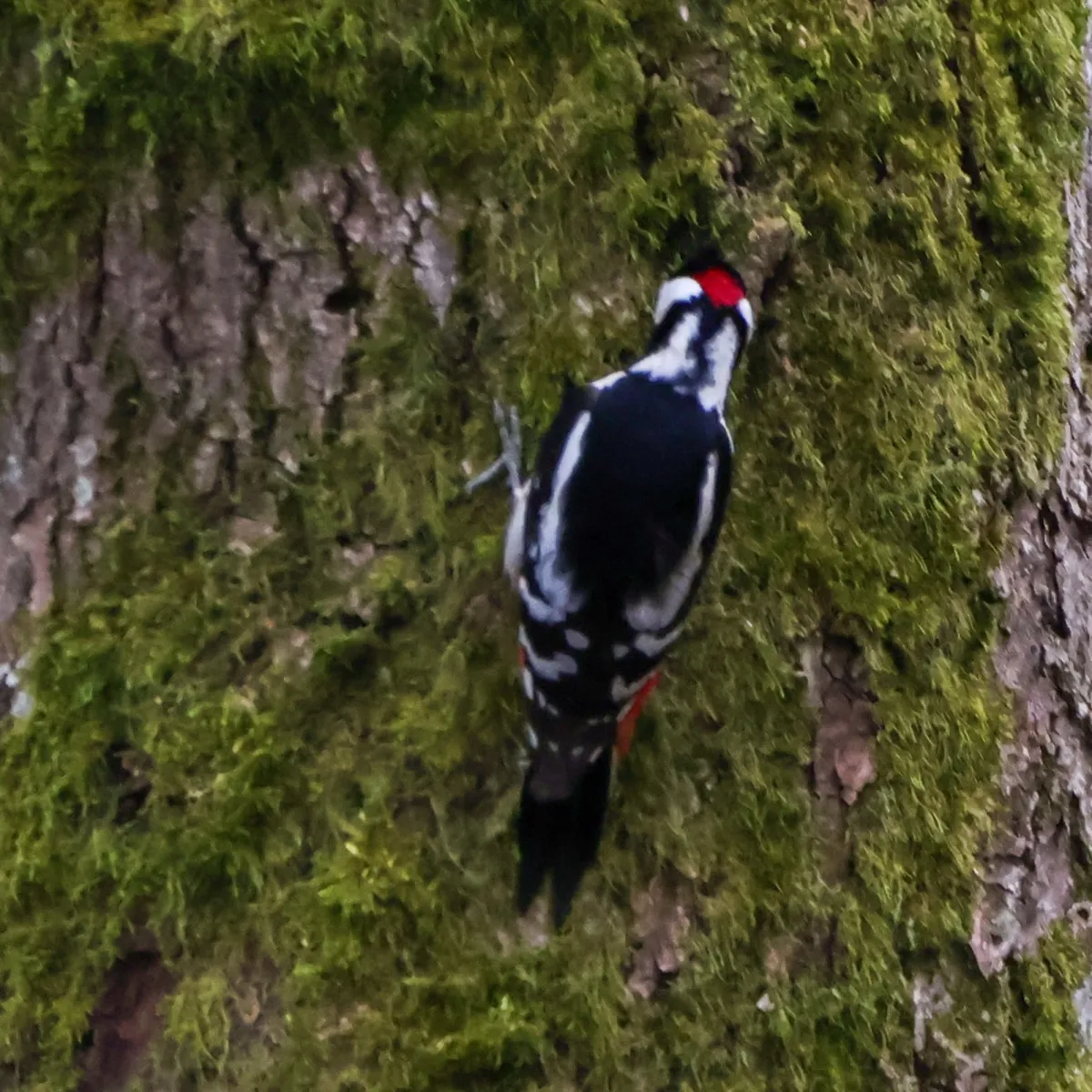 Gespotte Grote bonte specht