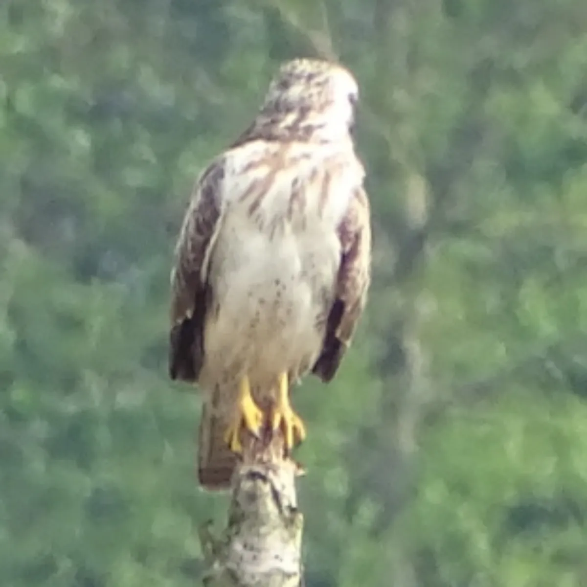 Waargenomen Buizerd