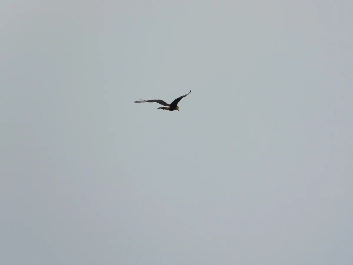 Waargenomen Kuifcaracara