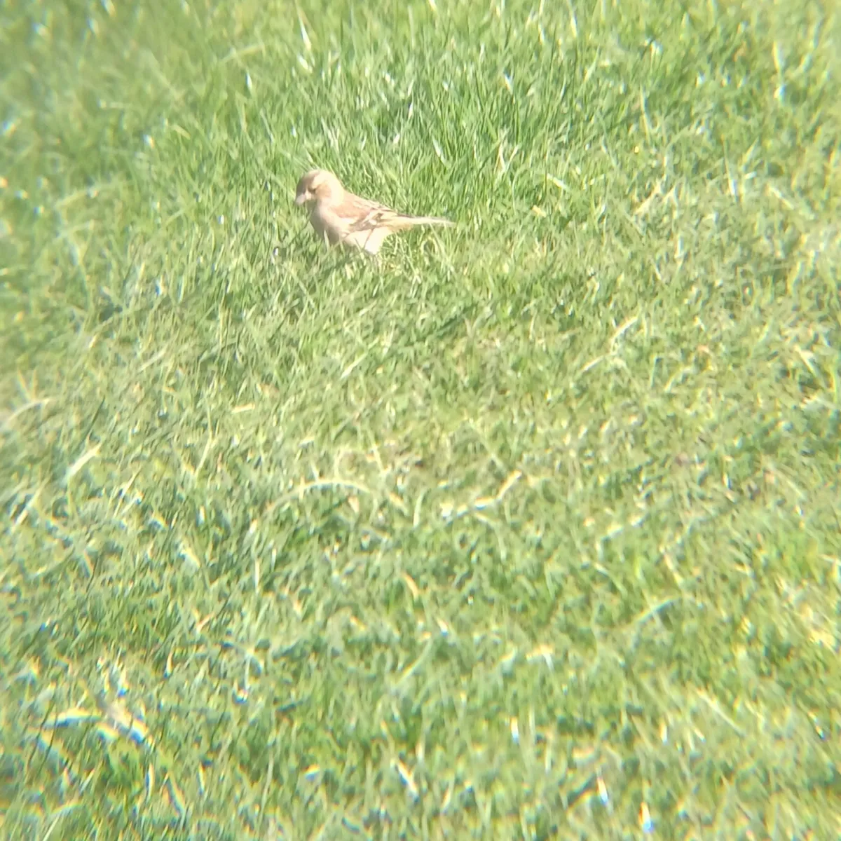 Spotted Common Chaffinch