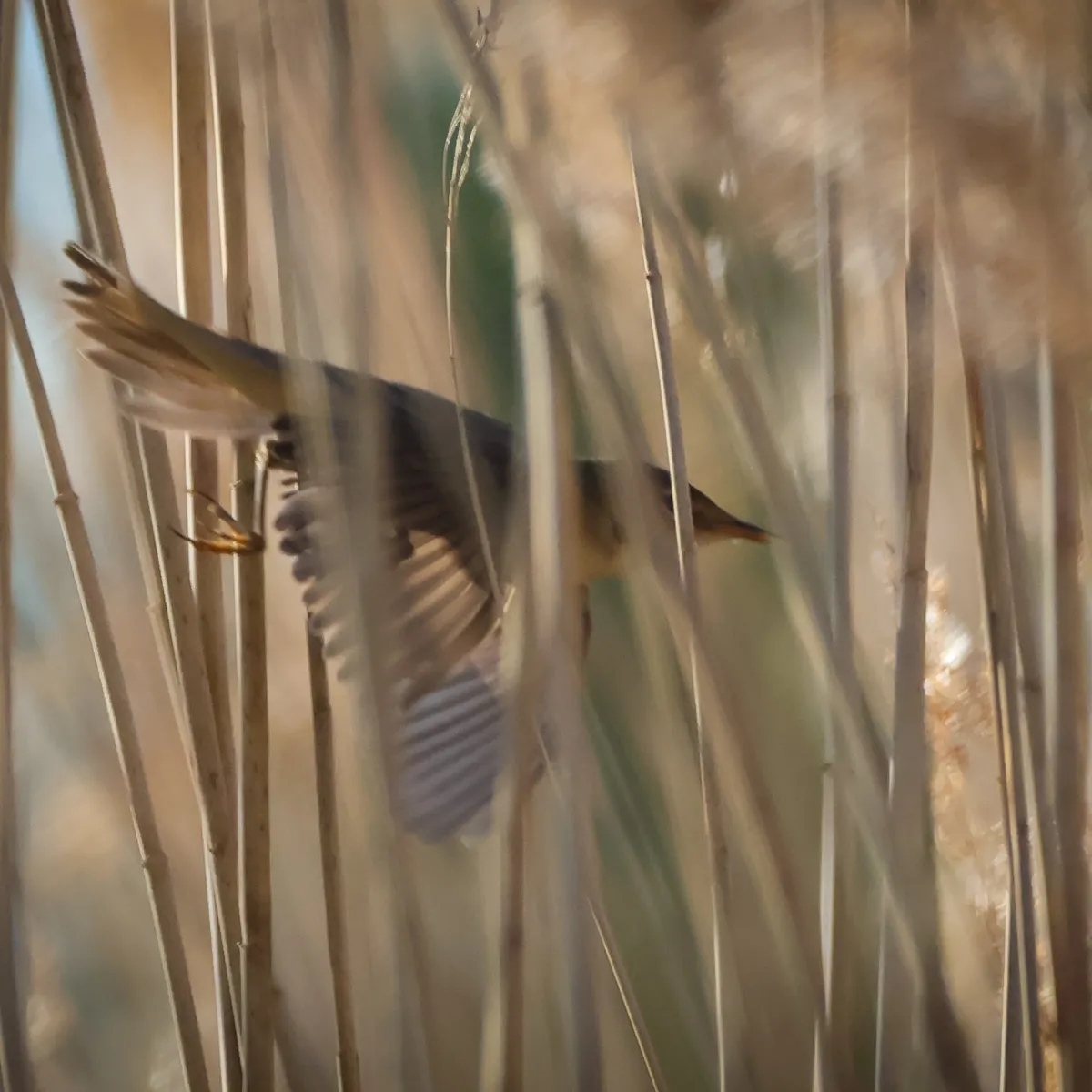 Spotted Common Reed Warbler