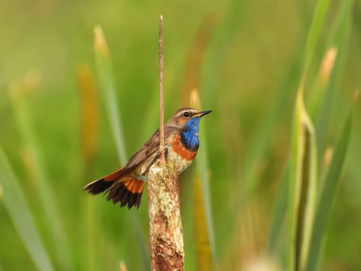 Waargenomen Blauwborst