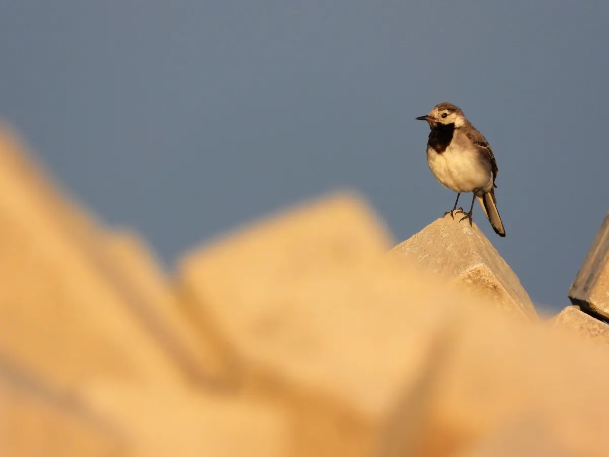 Spotted White Wagtail