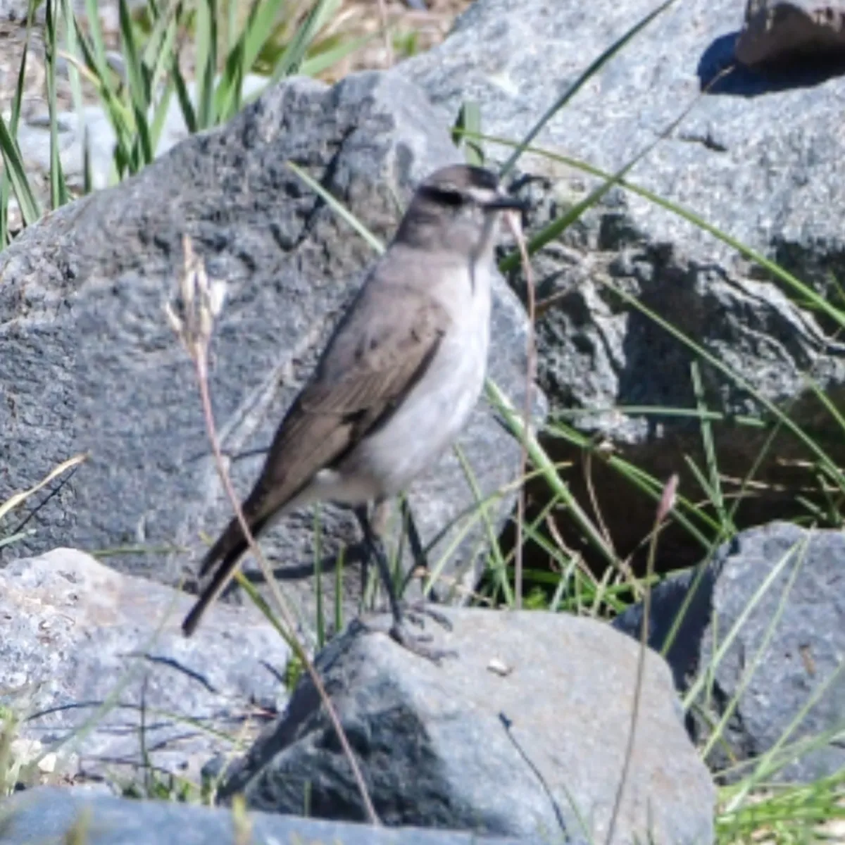 Spotted Black-fronted Ground-Tyrant