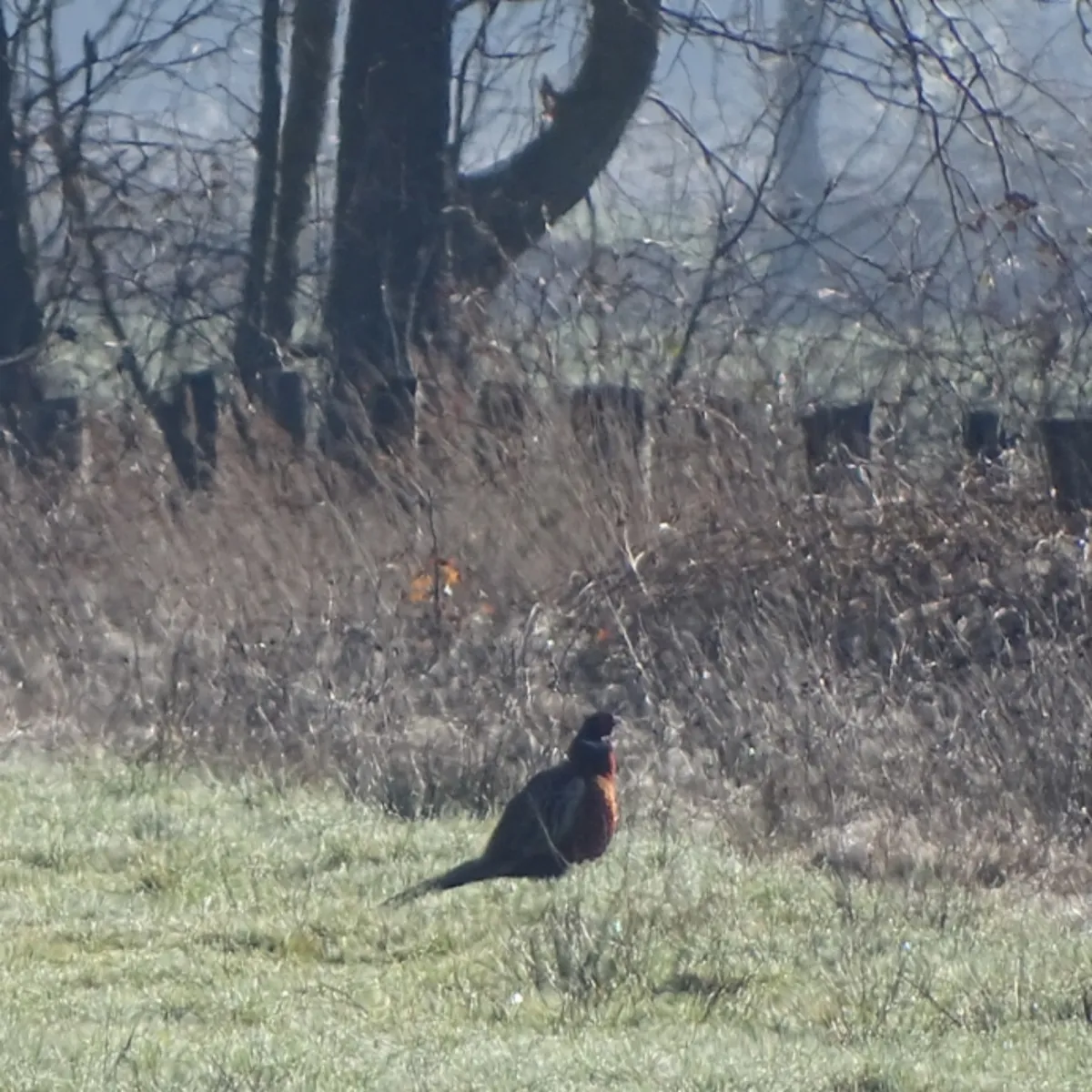 Spotted Ring-necked Pheasant