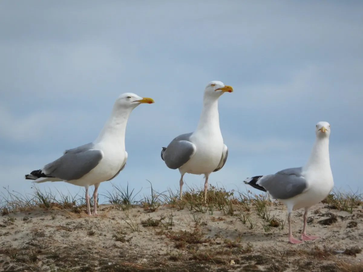 Waargenomen Zilvermeeuw