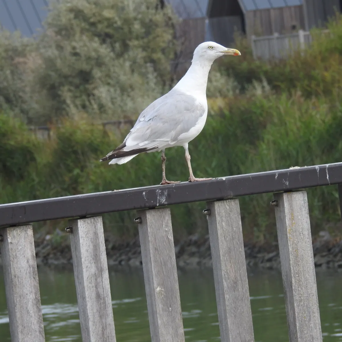 Spotted European Herring Gull
