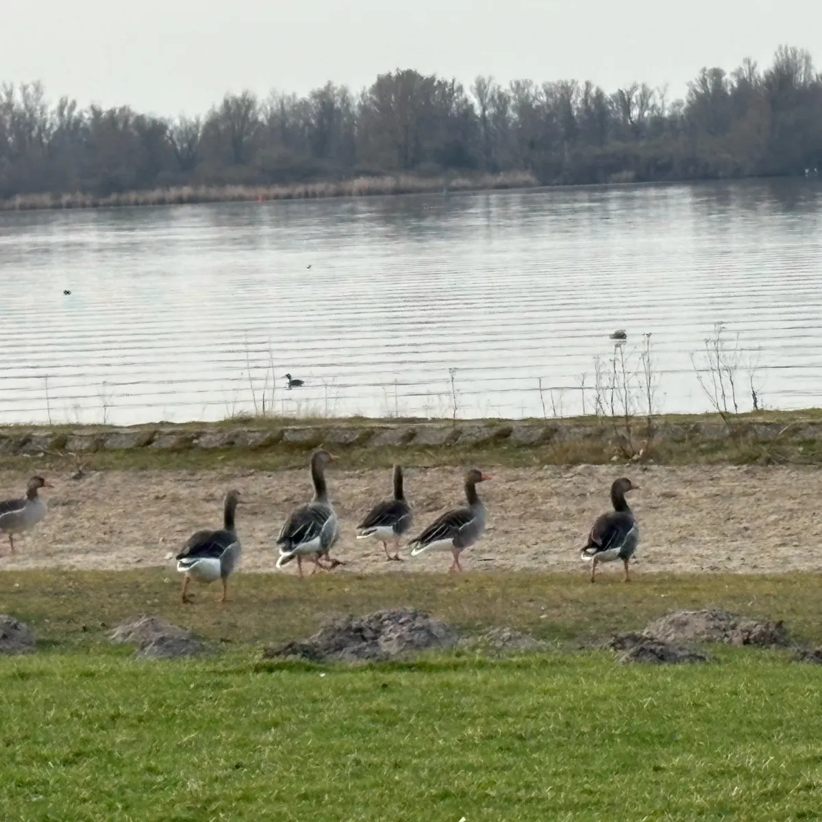 Gespotte Grauwe gans