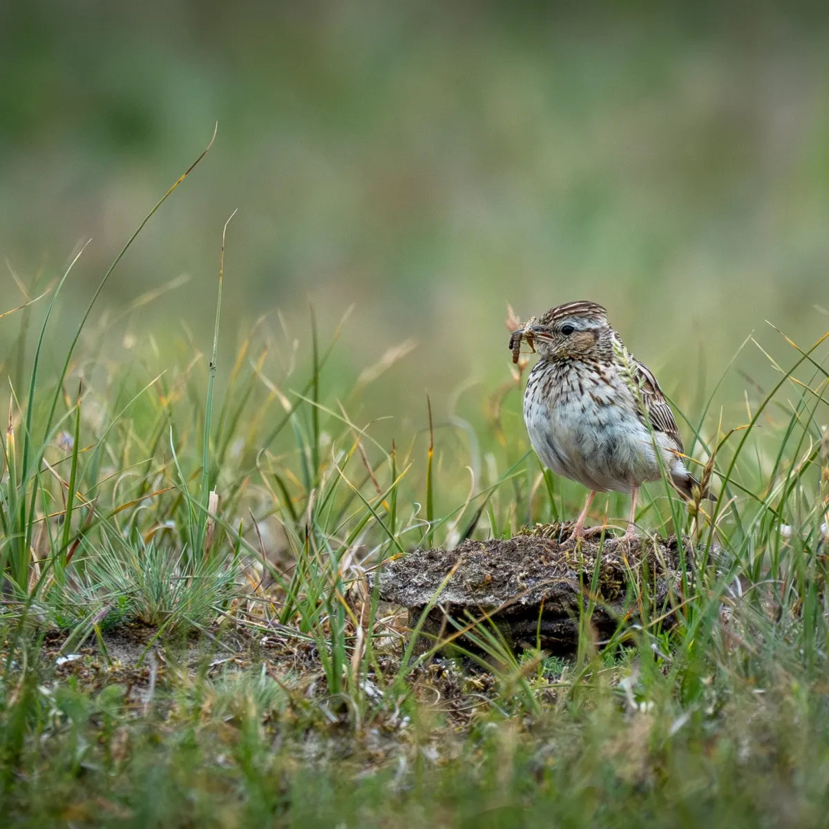 Spotted Wood Lark