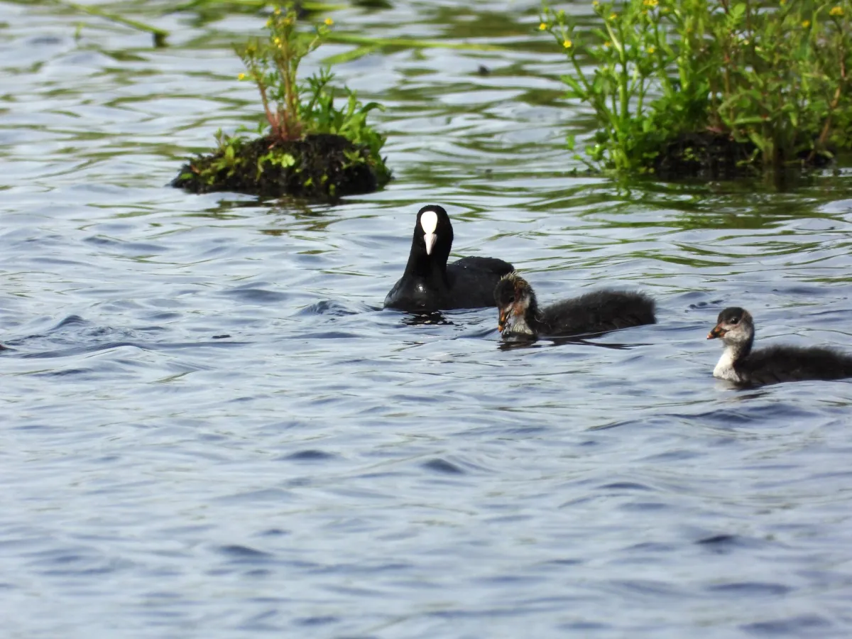 Waargenomen Meerkoet