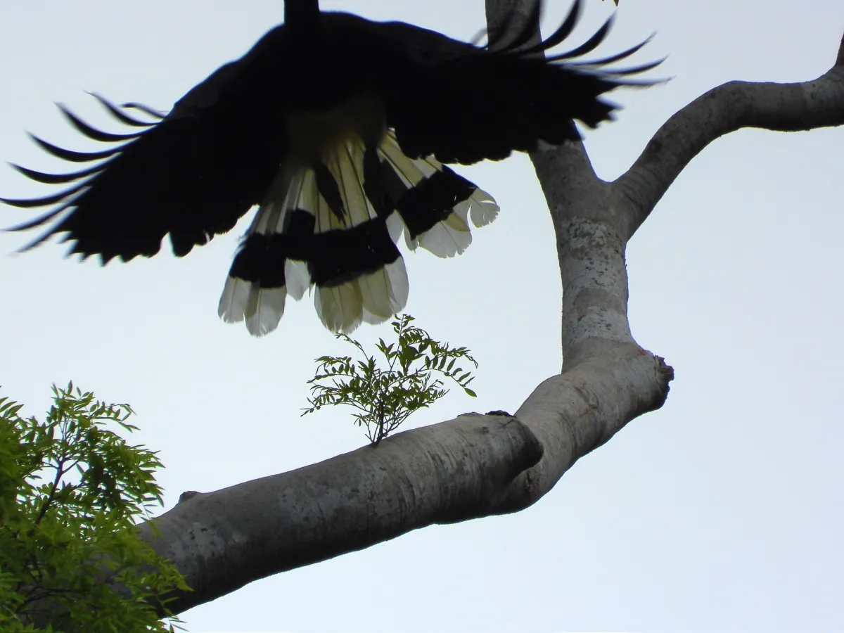Gespotte Gewone neushoornvogel