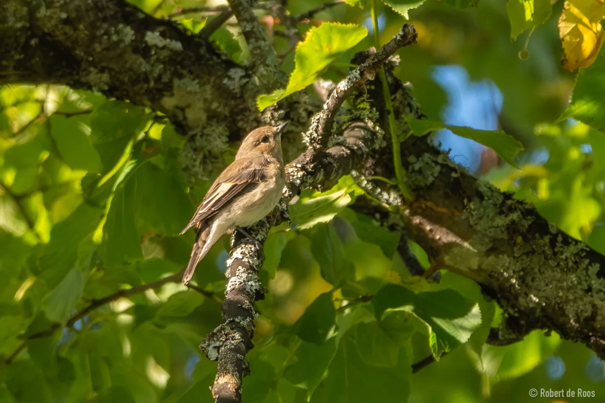 Spotted European Pied Flycatcher