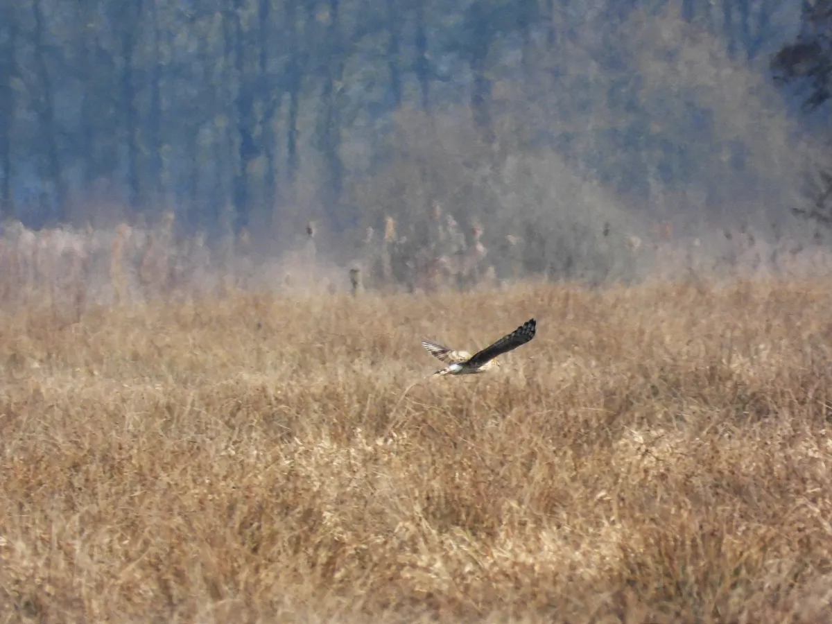 Gespotte Blauwe kiekendief