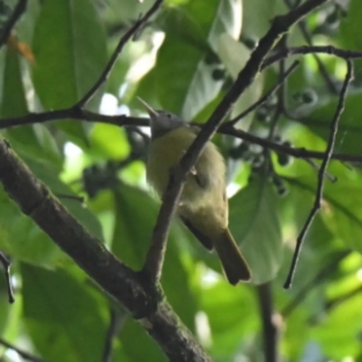 Spotted Gray-headed Sunbird