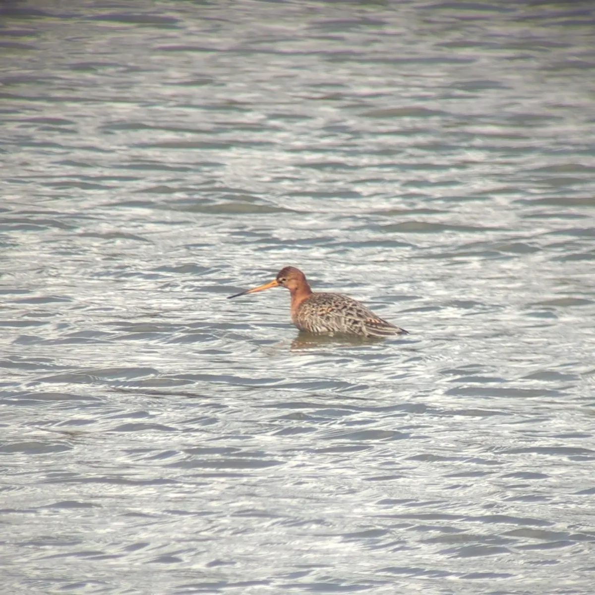 Spotted Black-tailed Godwit