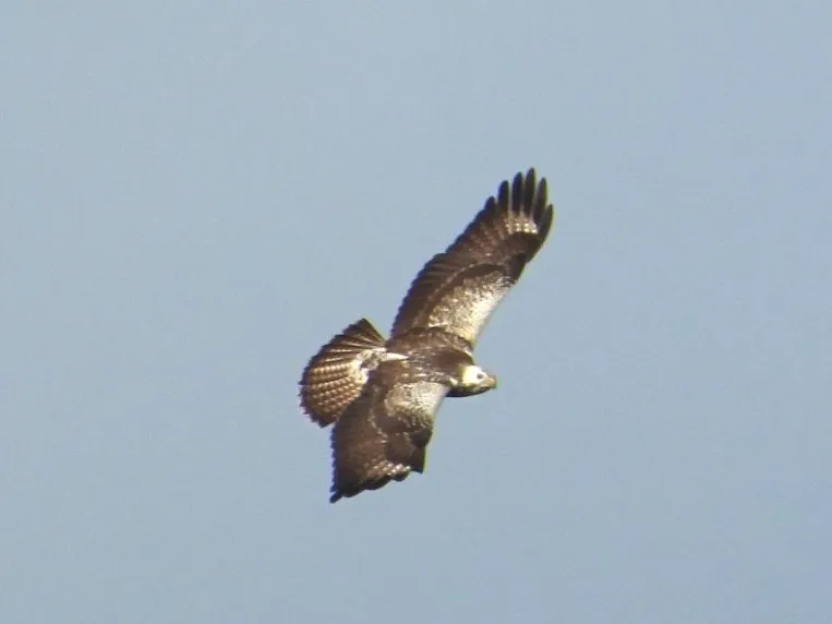 Waargenomen Buizerd