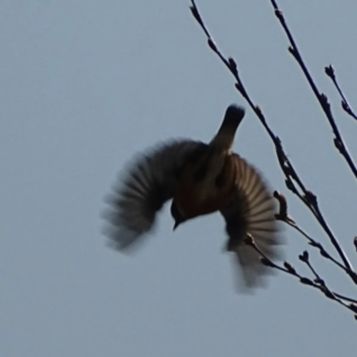Spotted European Stonechat
