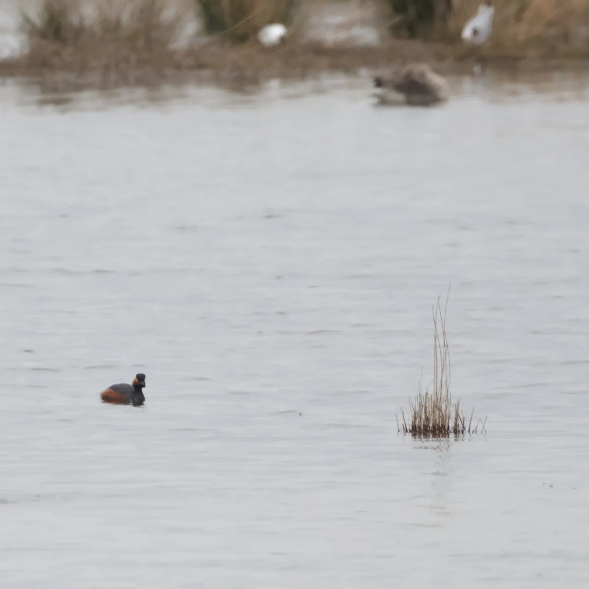 Gespotte Geoorde fuut