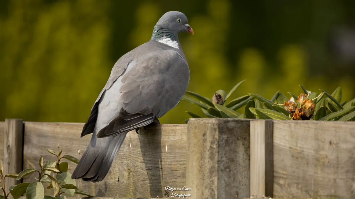 Spotted Common Wood-Pigeon