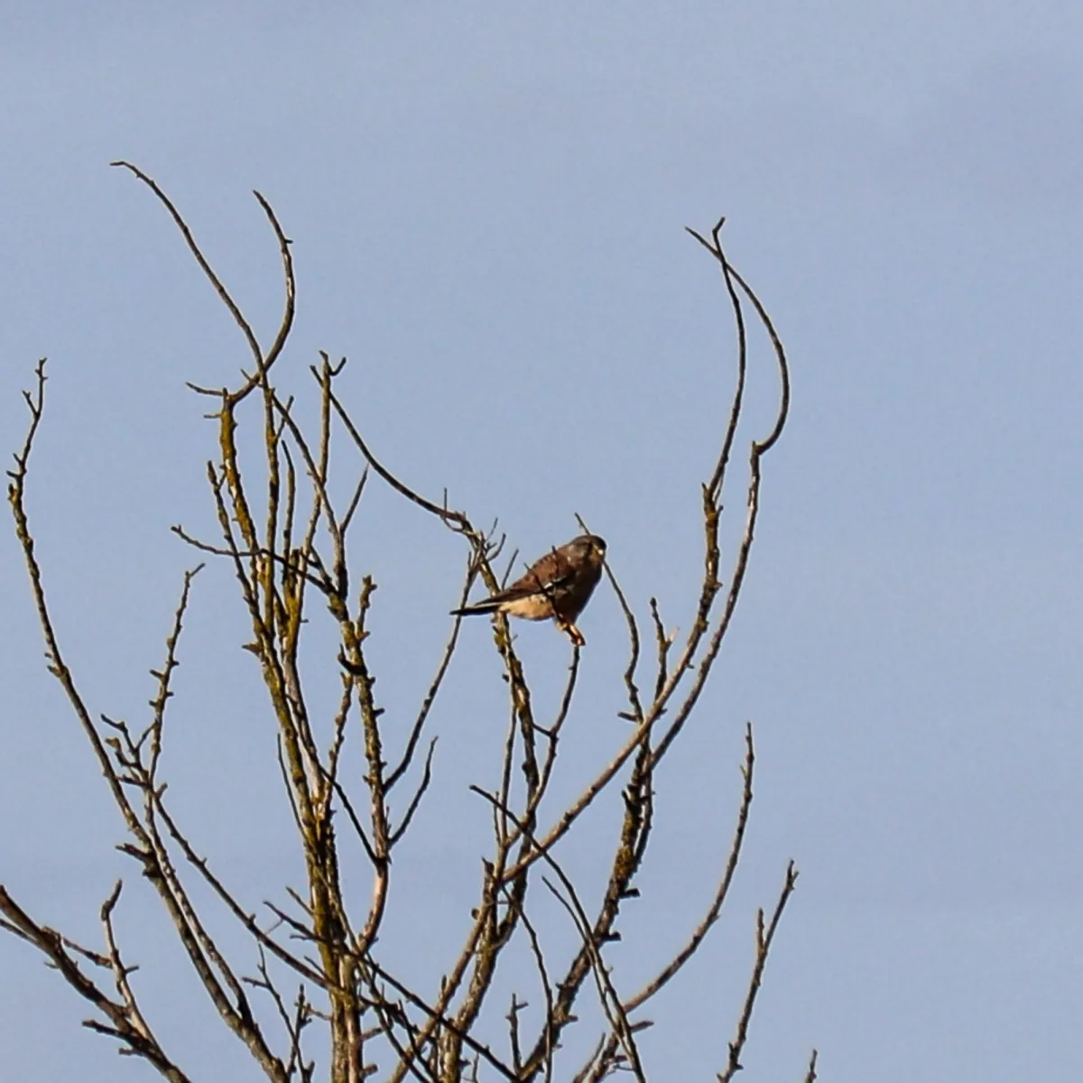 Spotted Eurasian Kestrel