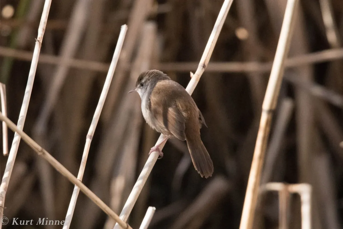 Spotted Cetti's Warbler