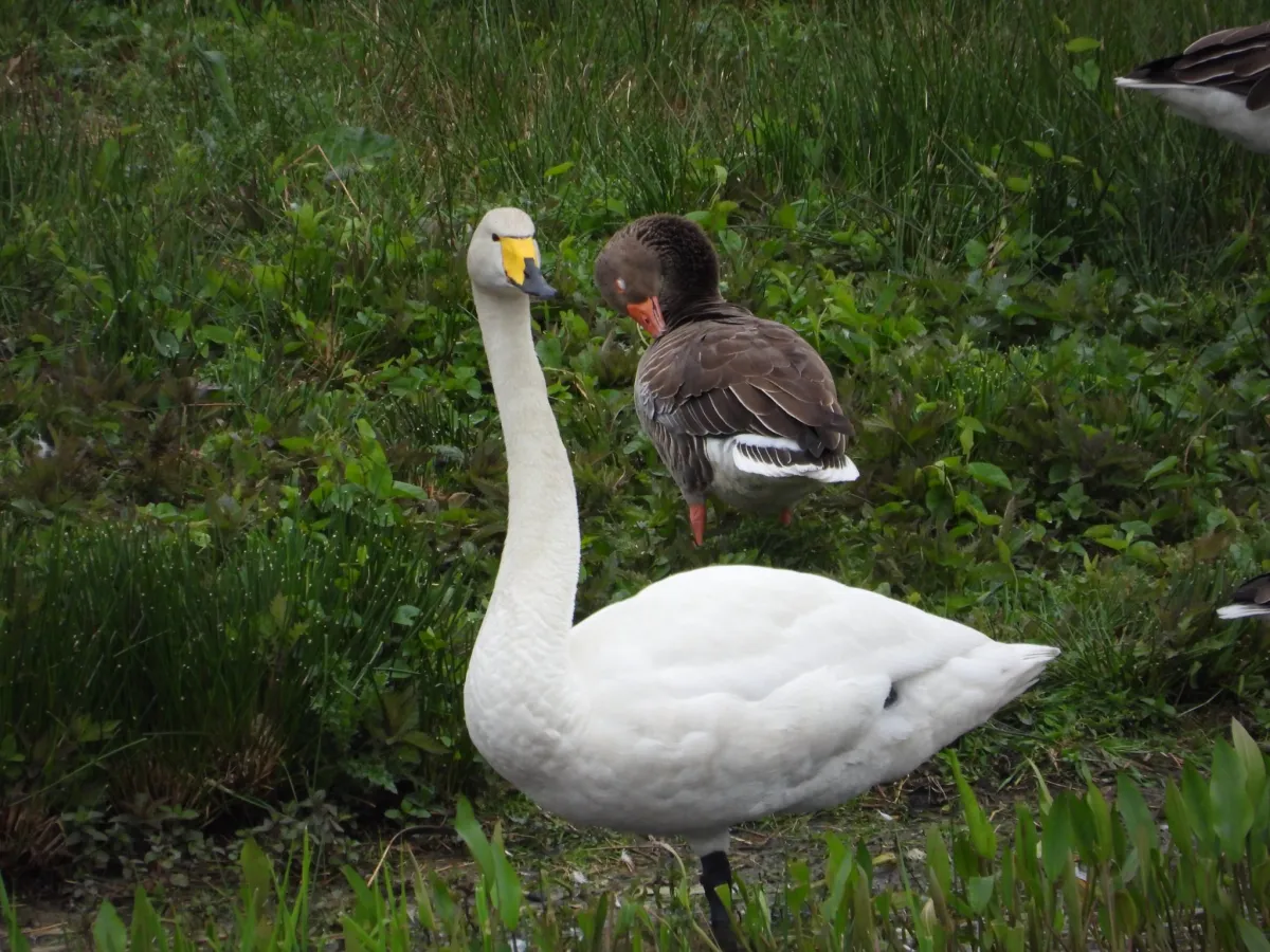 Spotted Whooper Swan