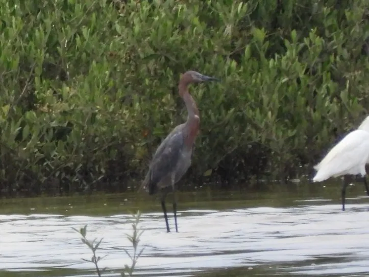 Spotted Reddish Egret