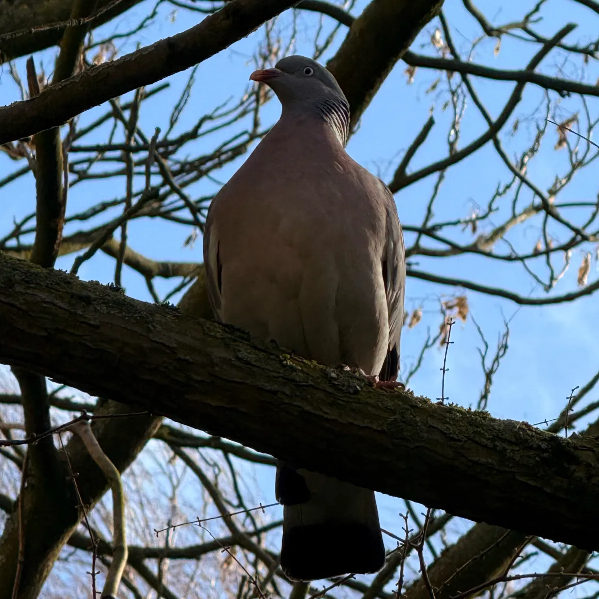 Spotted Common Wood-Pigeon