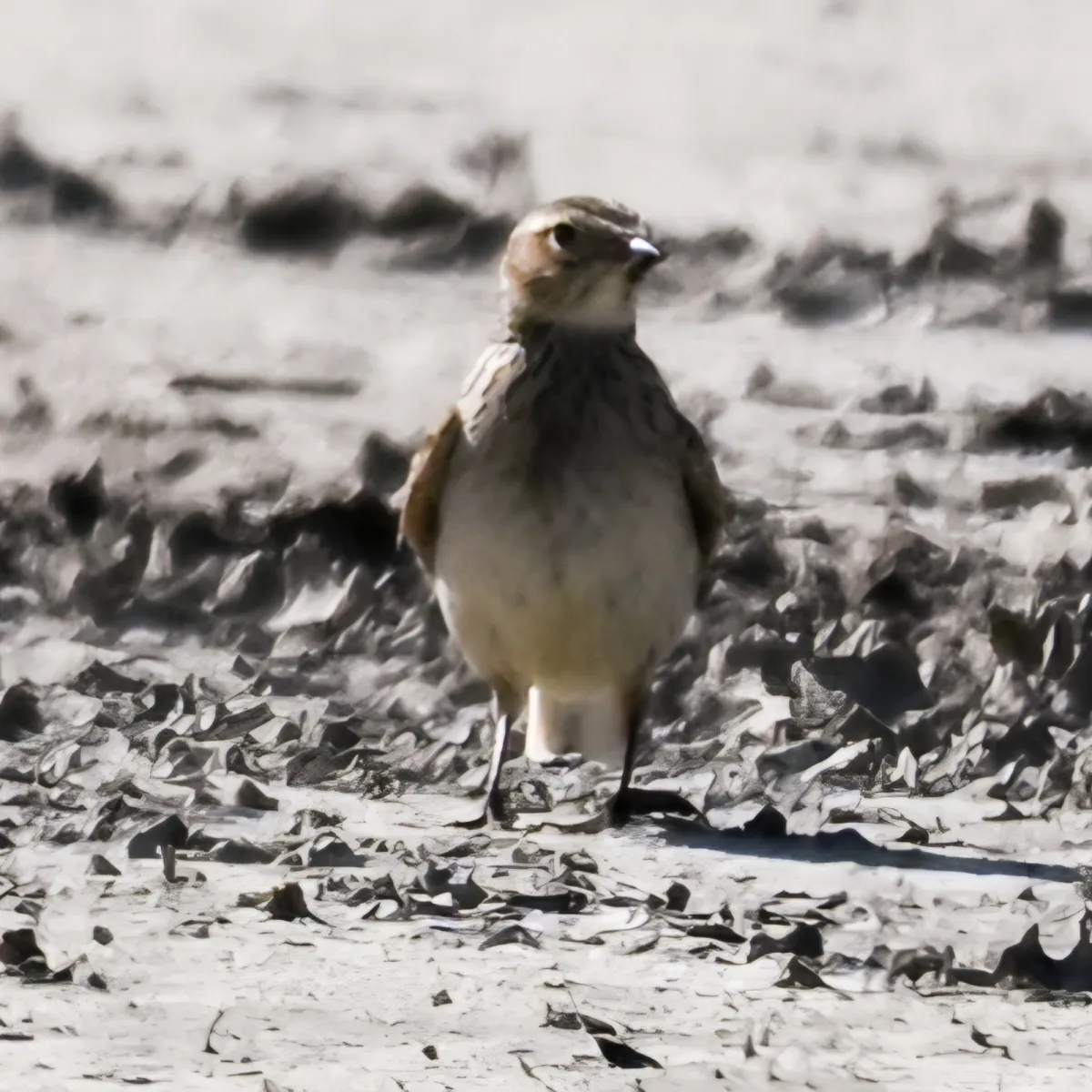 Spotted Eurasian Skylark